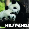 Sale Hej panda! Bøger|Bøger